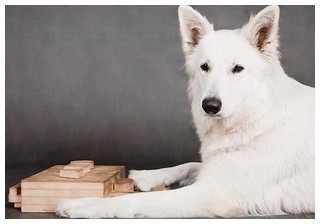 IQметр - развивающие игрушки для собак
