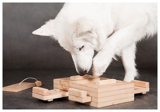 IQметр - развивающие игрушки для собак