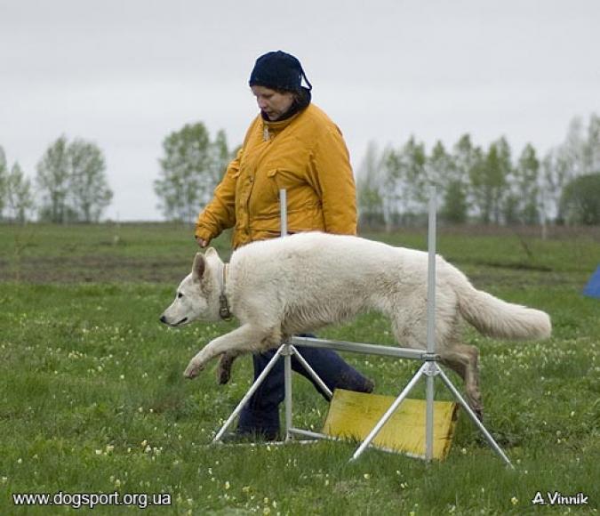 белая овчарка