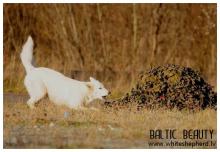 Белые овчарки Baltic Beauty