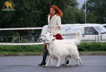 Белые овчарки Baltic Beauty