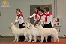 белая овчарка BIS Progency на Победители Латвии 2008