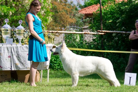 Baltic Beauty Crystal Siberian Wolf