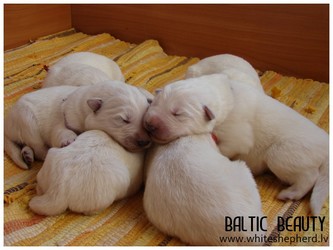 Puppies out of Gabe x Banshee Boy, белая овчарка, щенки