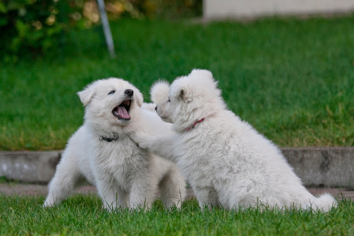 Puppies M litter