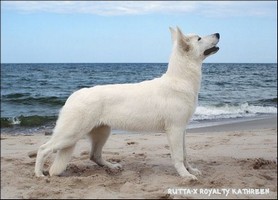 Бела овчарка Rutta-X Royalty Kathreen Белая овчарка Rutta-X Royalty Kathreen