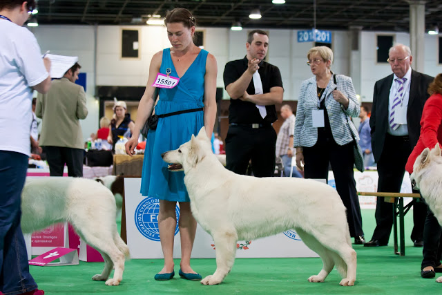 Baltic Beauty Crystal Siberian Wolf