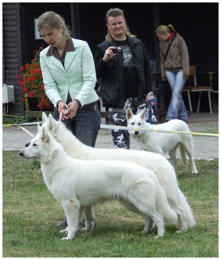 Белые овчарки CoCo  & Rokee BIS-1 в парах