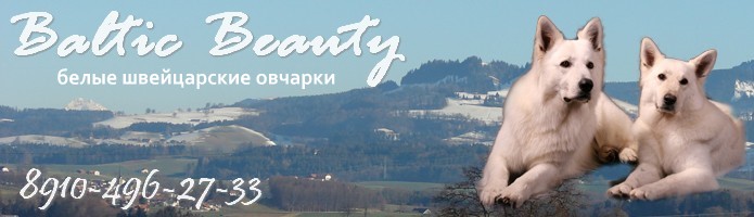 Белая овчарка, Baltic Beauty