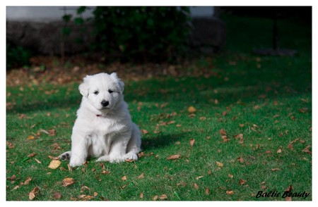 Красная девочка - продается